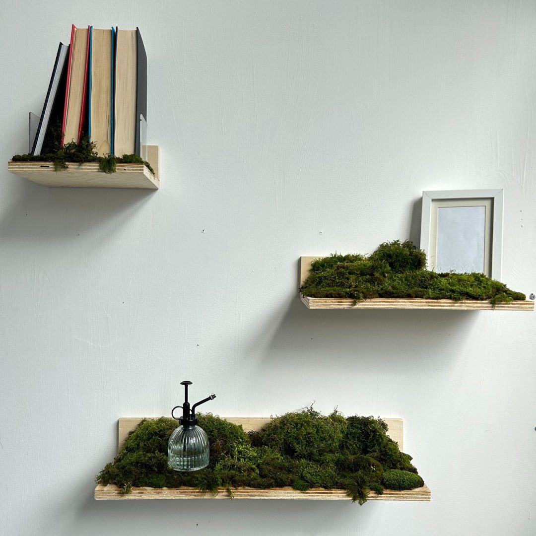 Plywood shelves on a white wall holding moss, books, a photo frame and a spray bottle