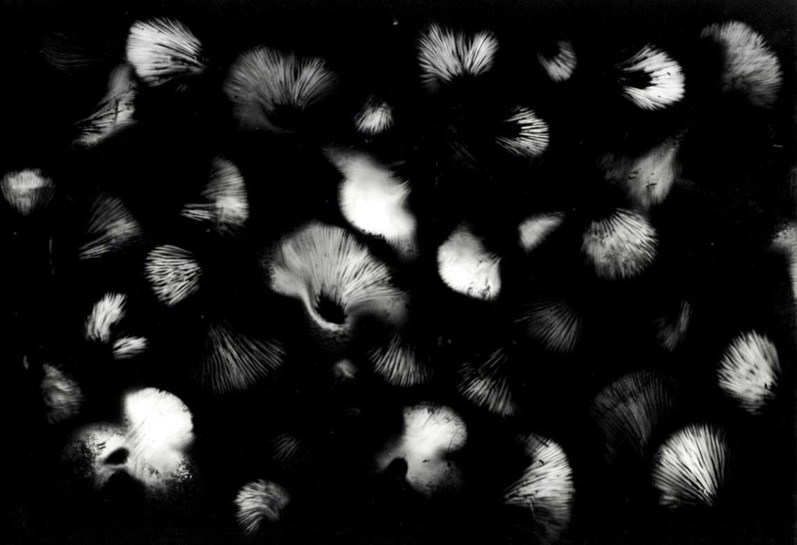 White mushroom spore prints arranged on black paper