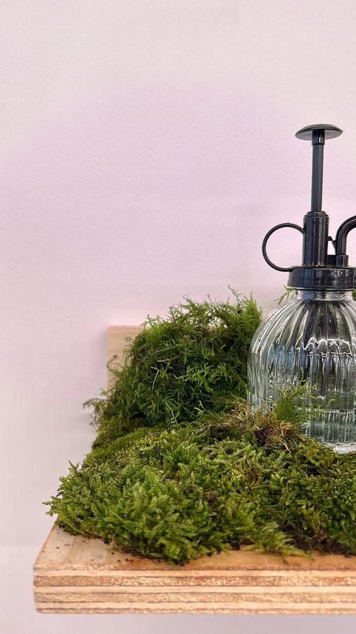 ‘Biophilia’, plywood shelves with moss and books