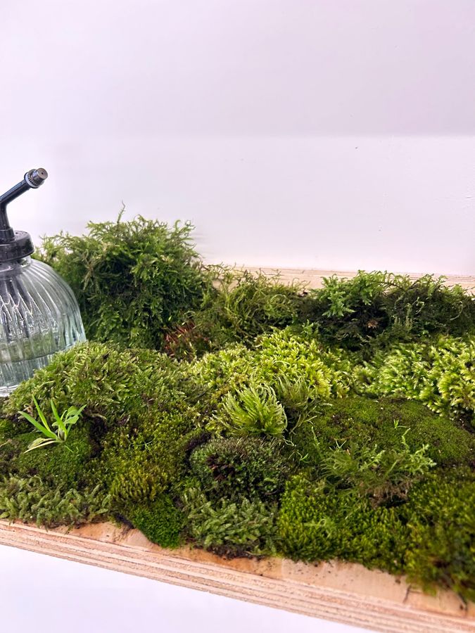 ‘Biophilia’, plywood shelves with moss and books