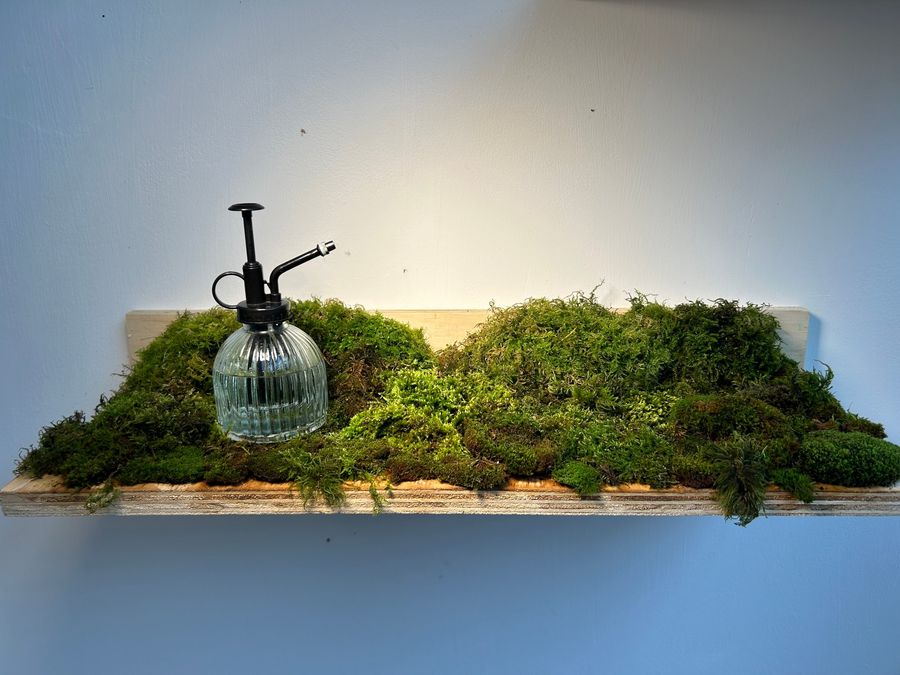 ‘Biophilia’, plywood shelves with moss and books