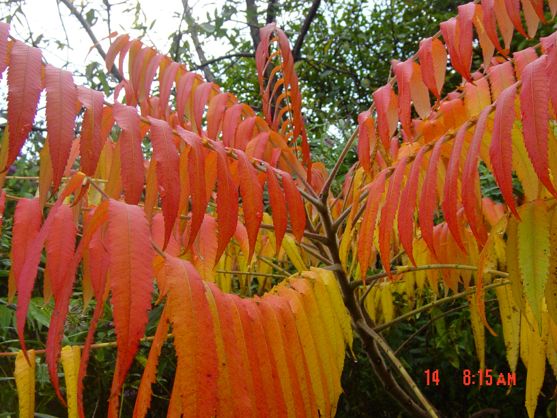 Digital Stills 2024-25