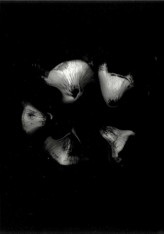 Golden oyster mushroom spore print on black paper