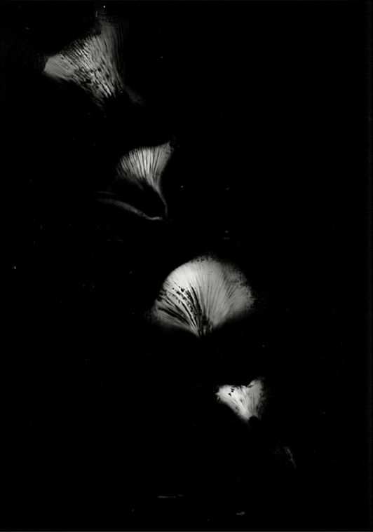 Golden oyster mushroom spore print on black paper