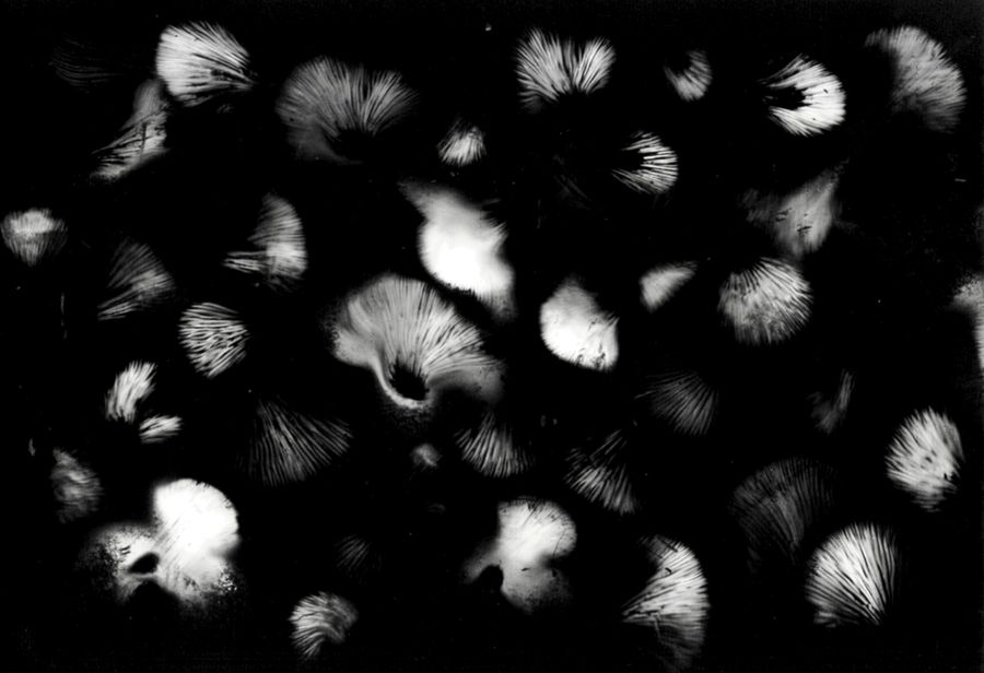 Golden oyster mushroom spore print on black paper