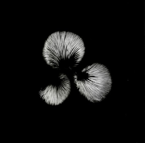 Golden oyster mushroom spore print on black paper