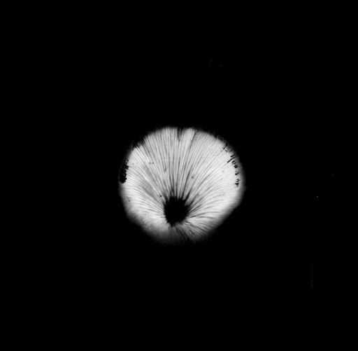 Golden oyster mushroom spore print on black paper
