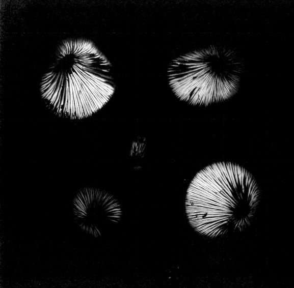 Golden oyster mushroom spore print on black paper
