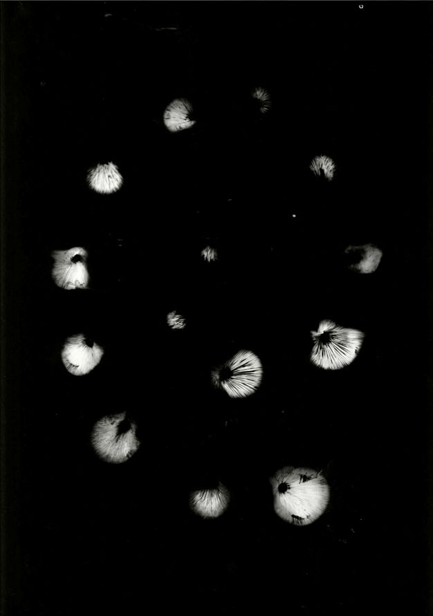 Golden oyster mushroom spore print on black paper