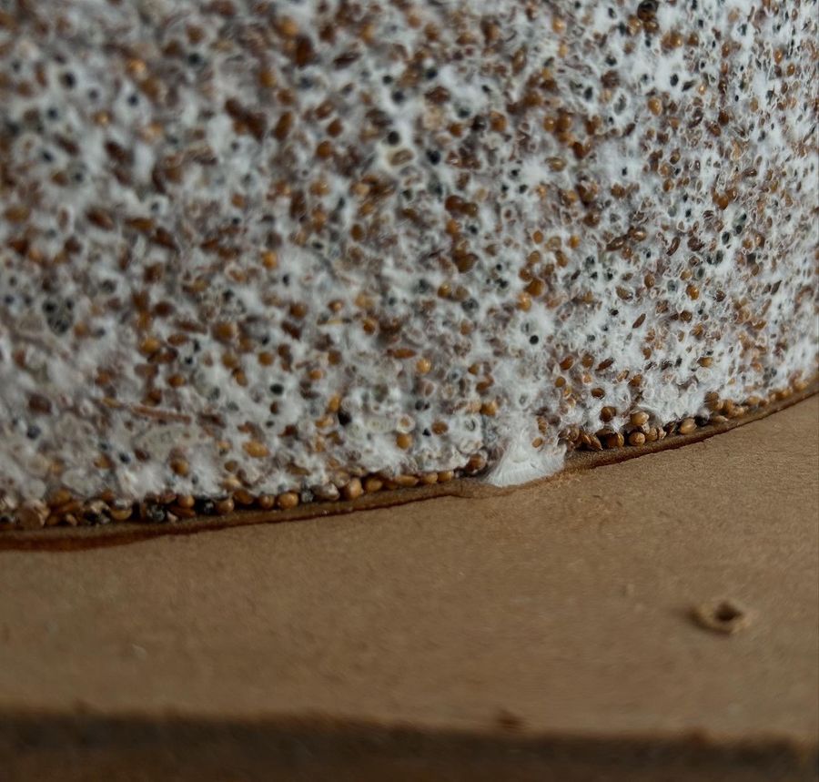 ‘The Living Material’, cultivated golden oyster mycelium