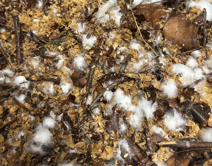 ‘The Living Material’, cultivated golden oyster mycelium