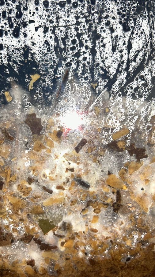 ‘The Living Material’, cultivated golden oyster mycelium