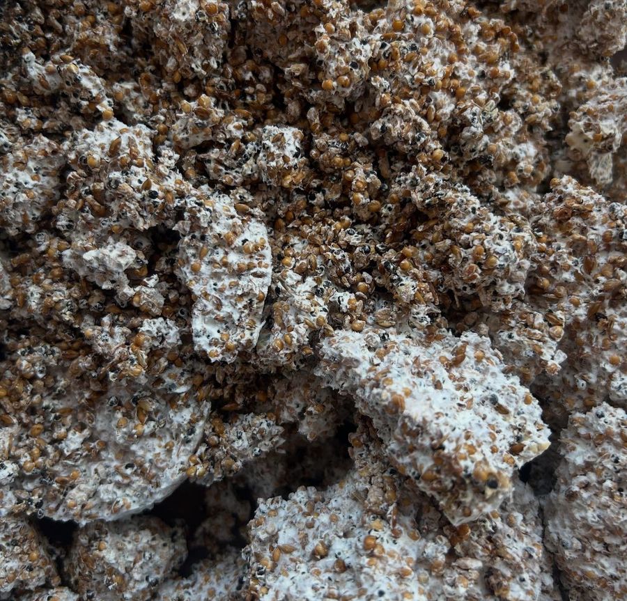 ‘The Living Material’, cultivated golden oyster mycelium