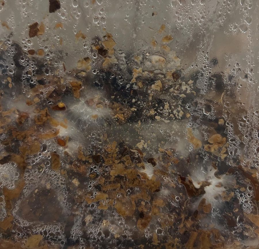‘The Living Material’, cultivated golden oyster mycelium