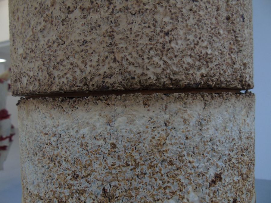 ‘The Living Material’, cultivated golden oyster mycelium