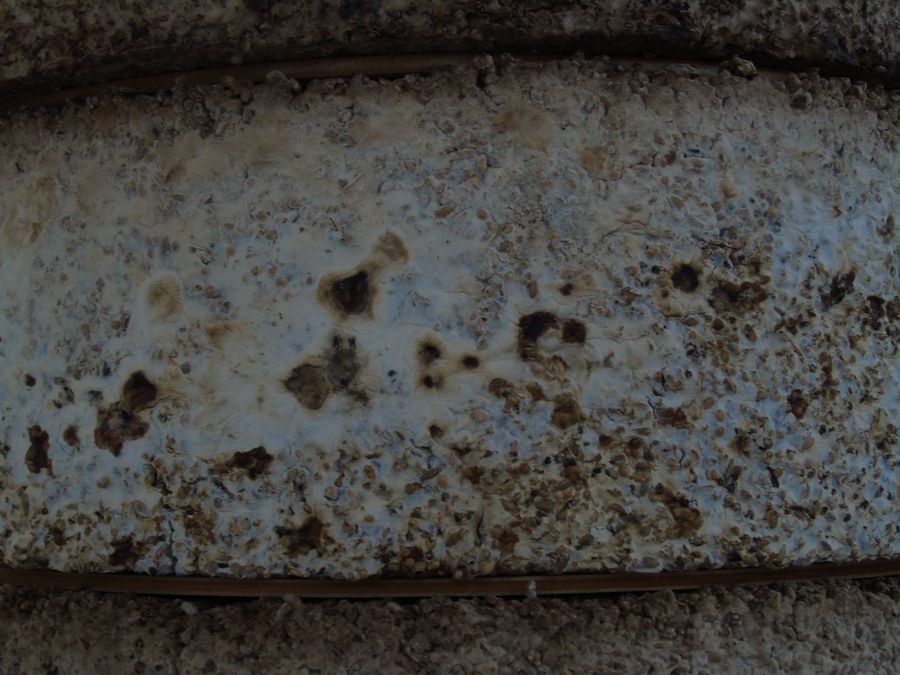 ‘The Living Material’, cultivated golden oyster mycelium