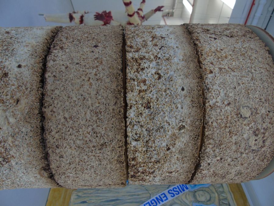 ‘The Living Material’, cultivated golden oyster mycelium