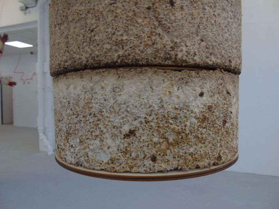 ‘The Living Material’, cultivated golden oyster mycelium