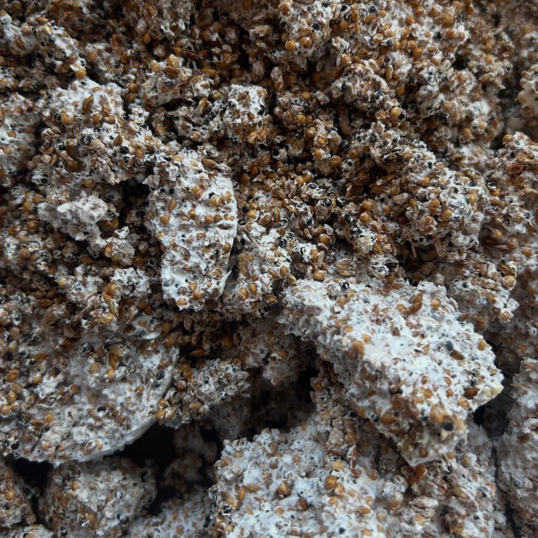 Close-up of the cultivated golden oyster mycelium surface